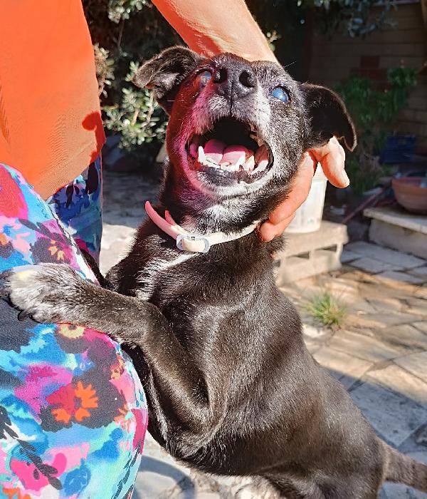 Bobby, super adozione del cuore Foto 9